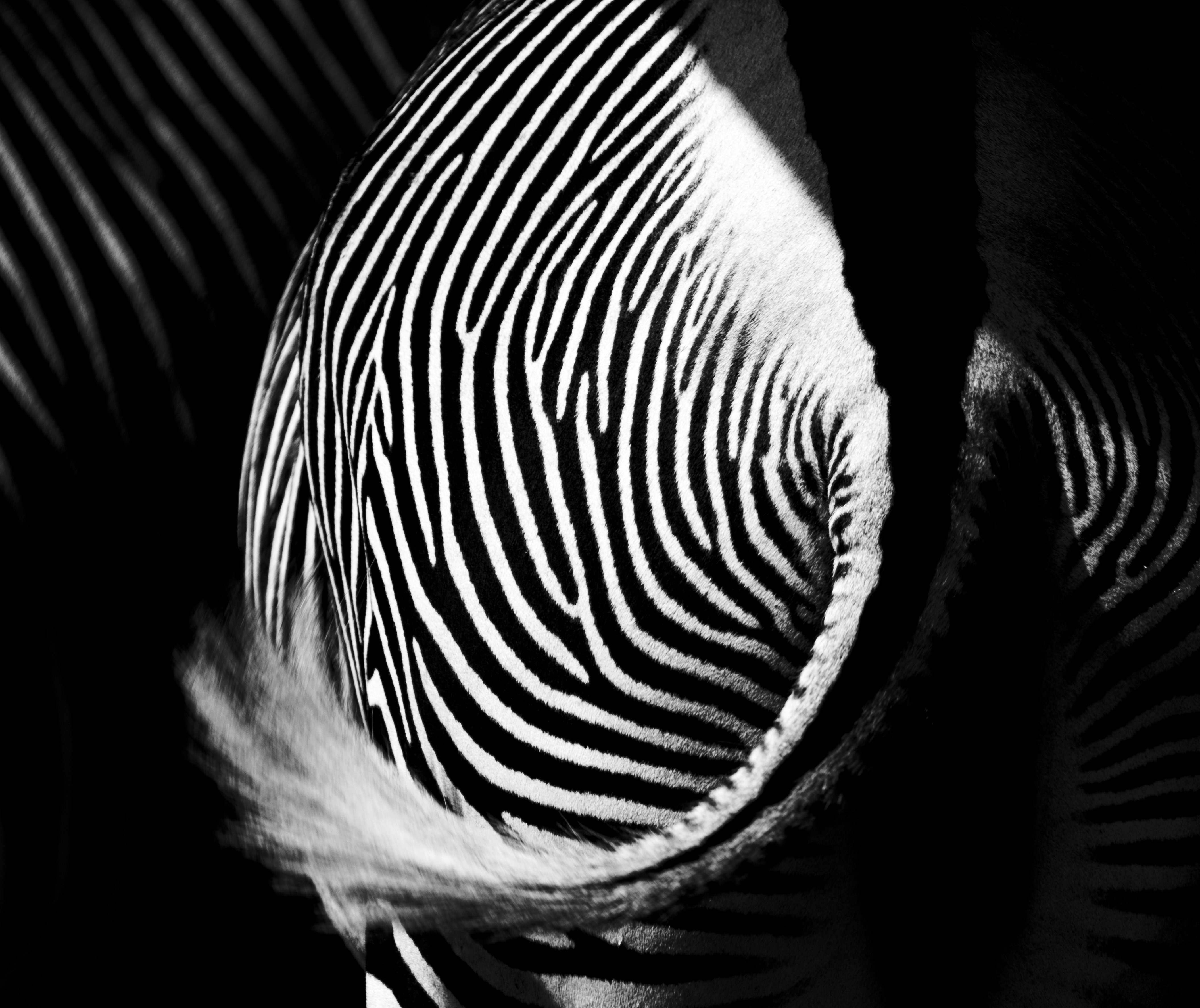 zebra tail
